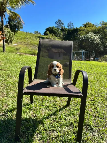 Cavalier king