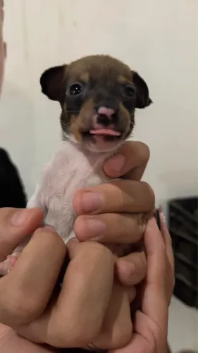 Pinscher zero - macho