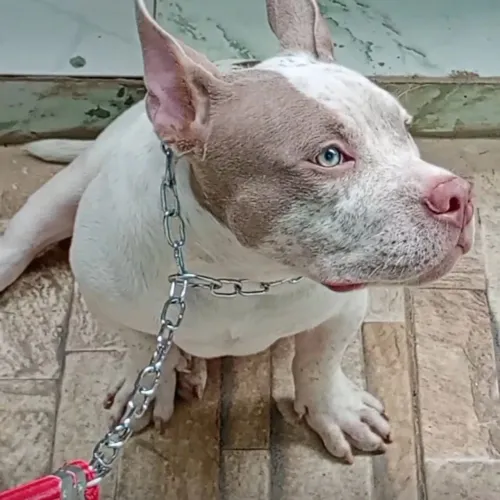 Cachorro American Bully 