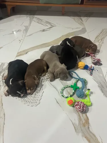 Filhotes American Bully / PitMonster / Brasilian Bull