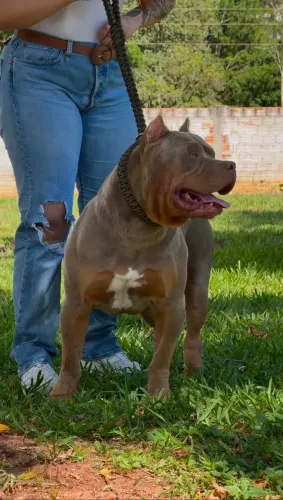 Filhotes pedigree pitmoster 