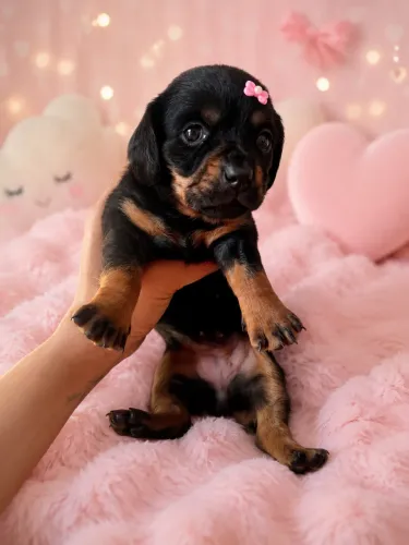 Daschund tekel fêmea pelo longo