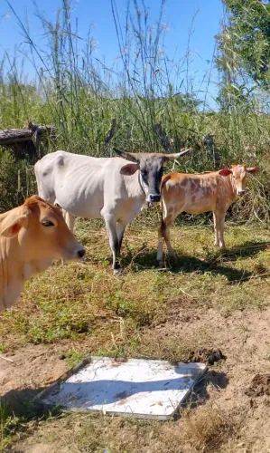 Vende-se Reses (Gado) 