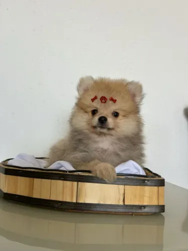 Spitz alemão anão machos