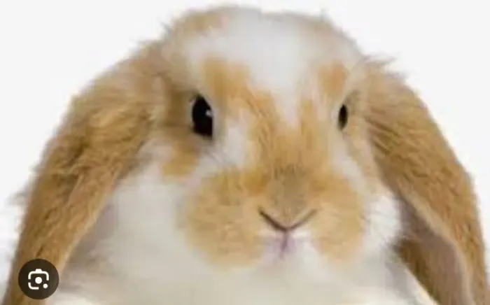 Coelho mini lop