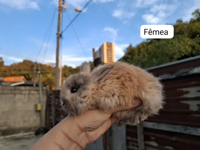 Doa-se mini Lop
