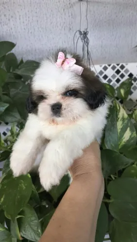 Vendo uma linda filhotinha de Shitzu fêmea