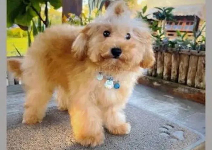 Poodle toy
