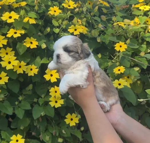 Shitzu