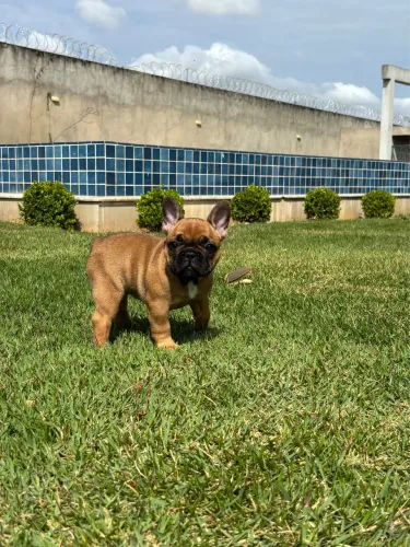 Vende-se Fêmeas de Buldogue Francês. Lindas Filhotes de Buldog Frances
