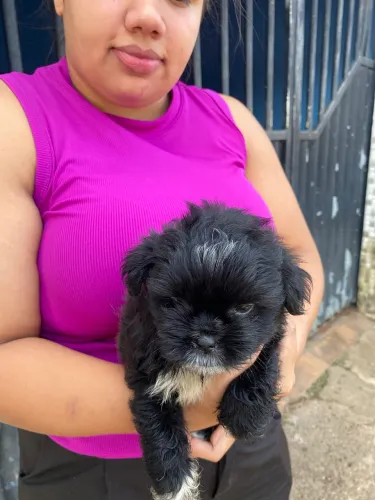 Shih tzu com poodle