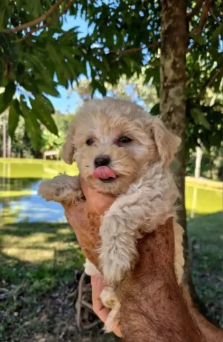 Poodle com 52 dias vacinado com pedigree 