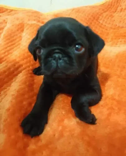 Pug Fêmea 