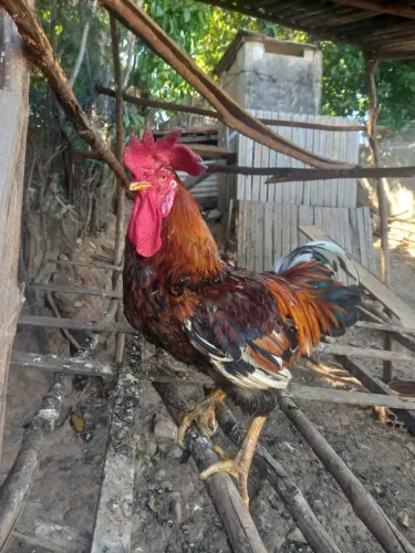 Galo balão mil flores