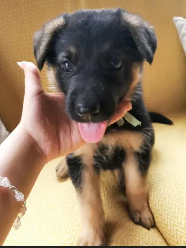 Pastor alemão O doguinho ideal para criar momentos inesquecíveis