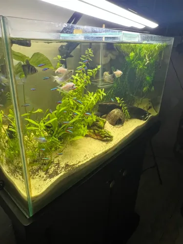 Aquário + sumo