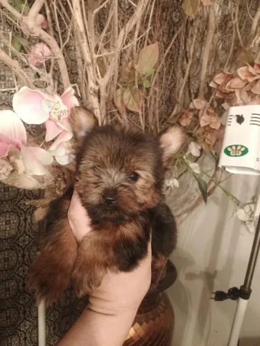 yorkshire terrier macho
