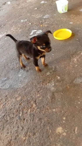 pinscher zero *