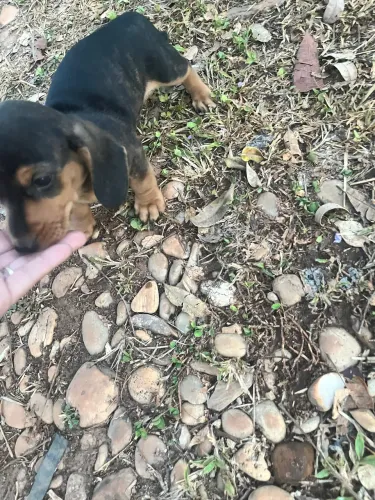 Últimos filhotes! Salsicha mini toy arlequim