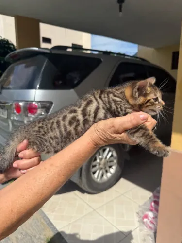 Gato Bengala