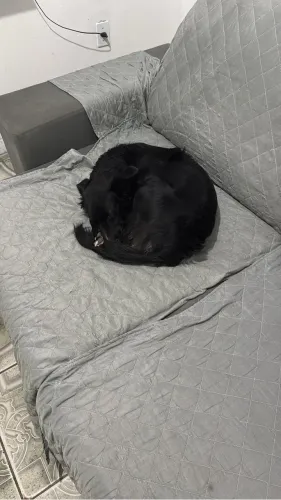 Cachorra para adoção 
