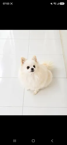 SHITZU FÊMEA PRENHA