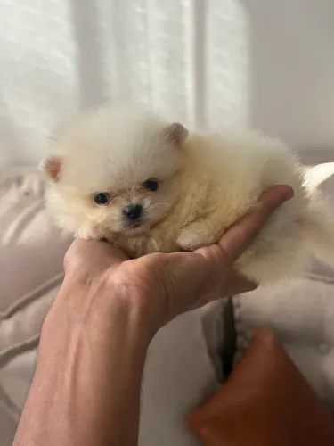 Spitz alemão 