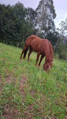 Cavalo QM puro