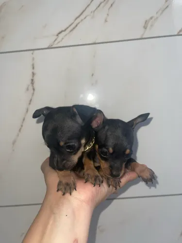 Vendo Pinscher 0 miniatura 