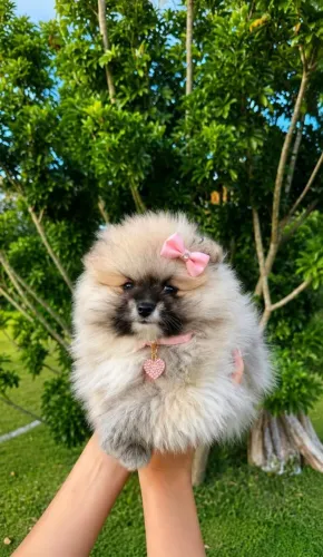 Fêmea de Lulu