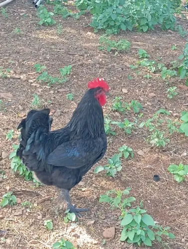 FRANGOS DE GIGANTE NEGRO DE JERSEY