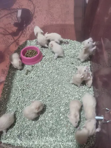Filhotes de hamster sírio