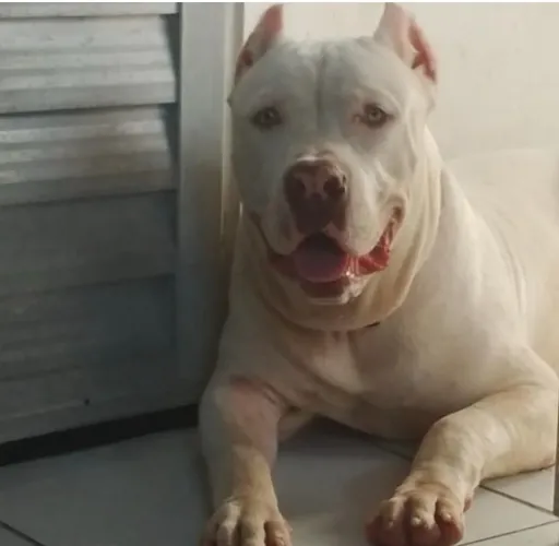 Filhote de Pitmonster 