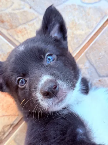 Filhotes Border Collie