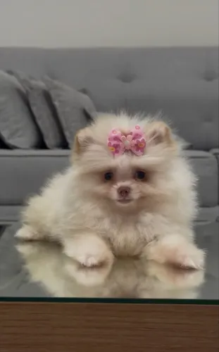 Spitz alemão macho e fêmea.