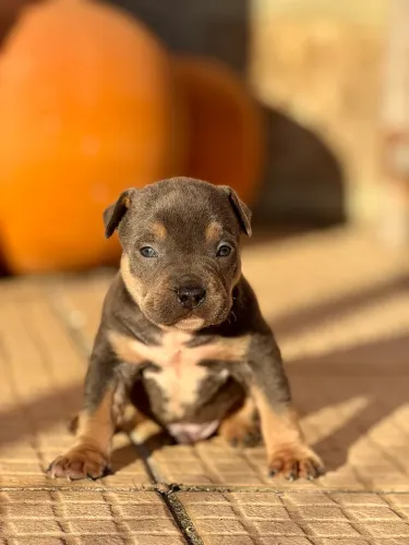 Filhote American Bully