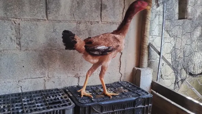 Frangos e frangas índio gigante.