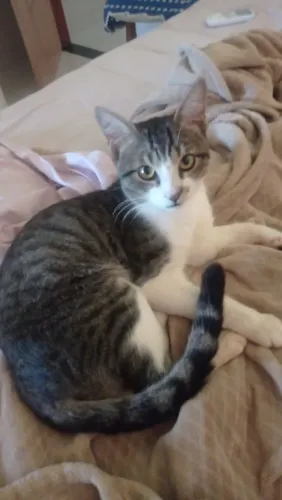 Doação de Gatos