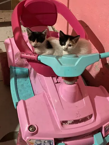 Gatos 