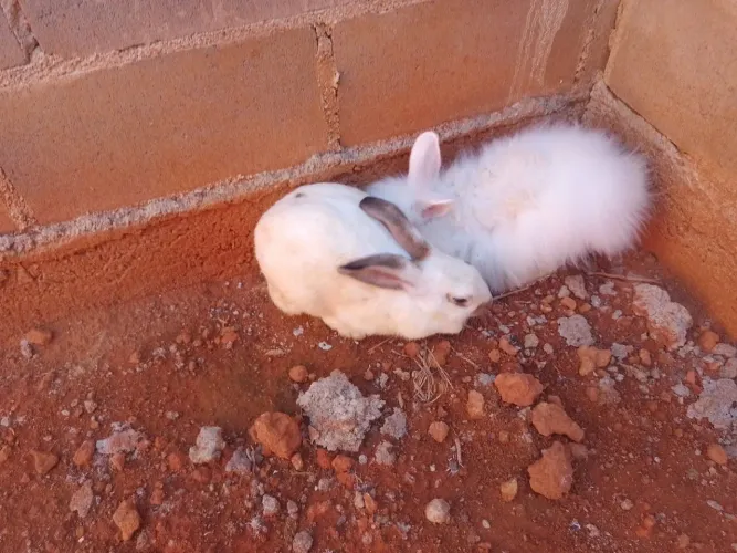 Coelhos adultos 