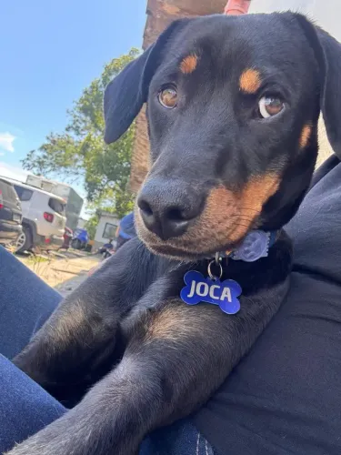 Doação deste lindo cachorrinho.