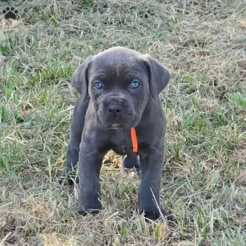 Cane corso | Chama agora e veja vídeo dos filhotes