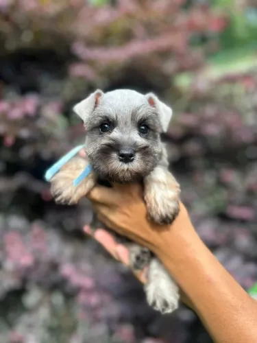 Schnauzer Miniatura | Conheça nossa Estrutura