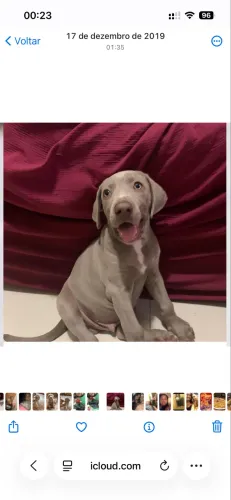 Procura- se namorado Weimaraner