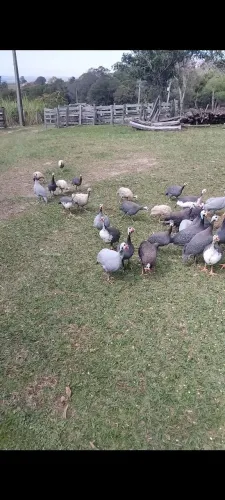 Ovos de angola