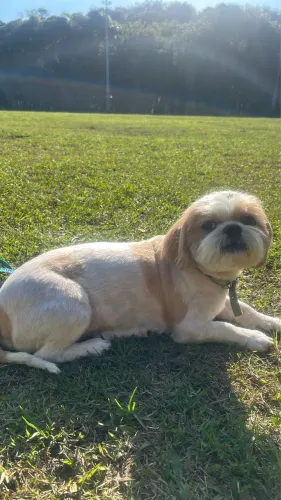 doação de ilhasa apso