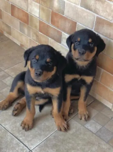 Filhotes de rottweiler