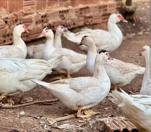 Patos