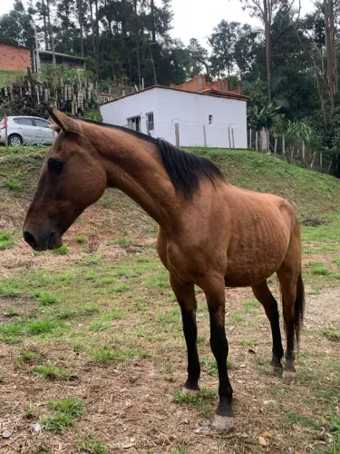 Cavalo 