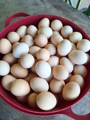 Ovos Caipira